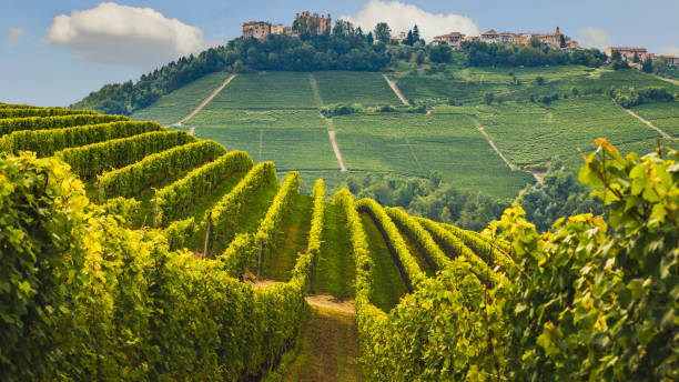 This image has an empty alt attribute; its file name is istockphoto-Piedmont-Wine.-612x612-1.jpg