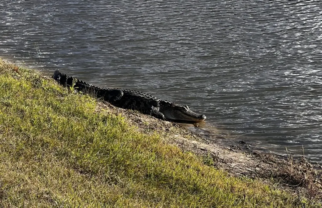 Florida Alligator