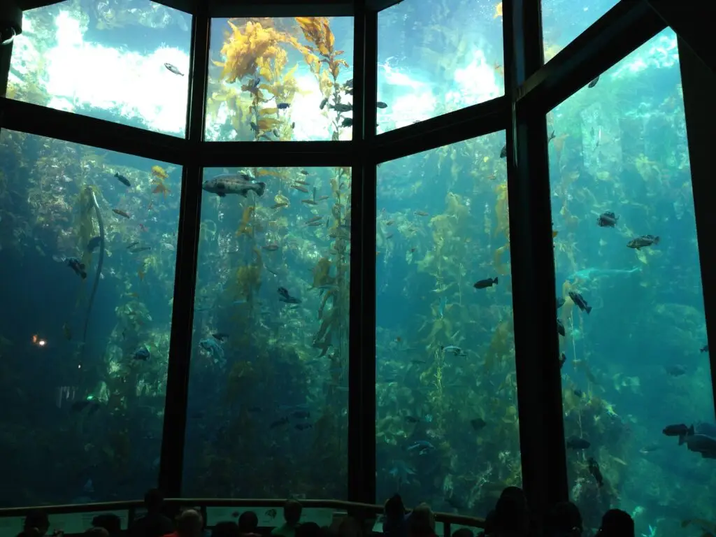 Monterey Bay Acquarium