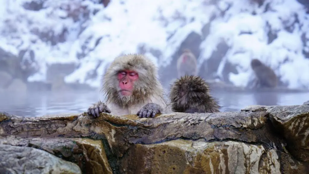 Nagano Hotsprings