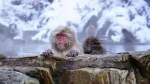 Top Day Trips from Tokyo - Nagano Hotsprings