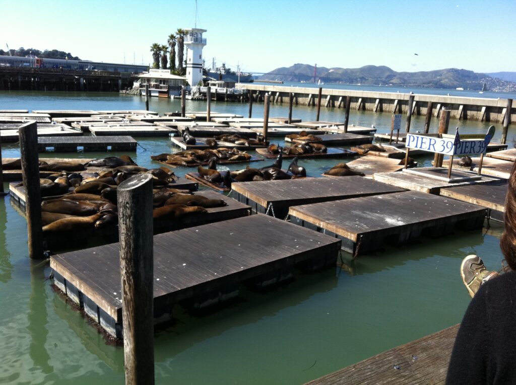 Pier 39 Sea Lions