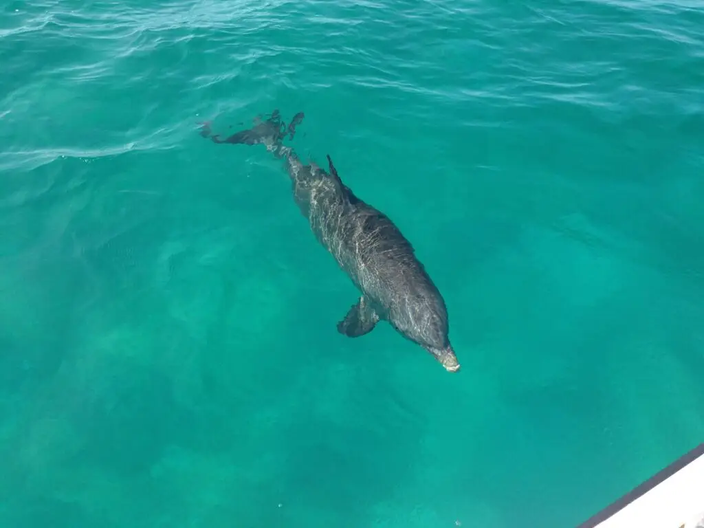 Turks Dolphin
