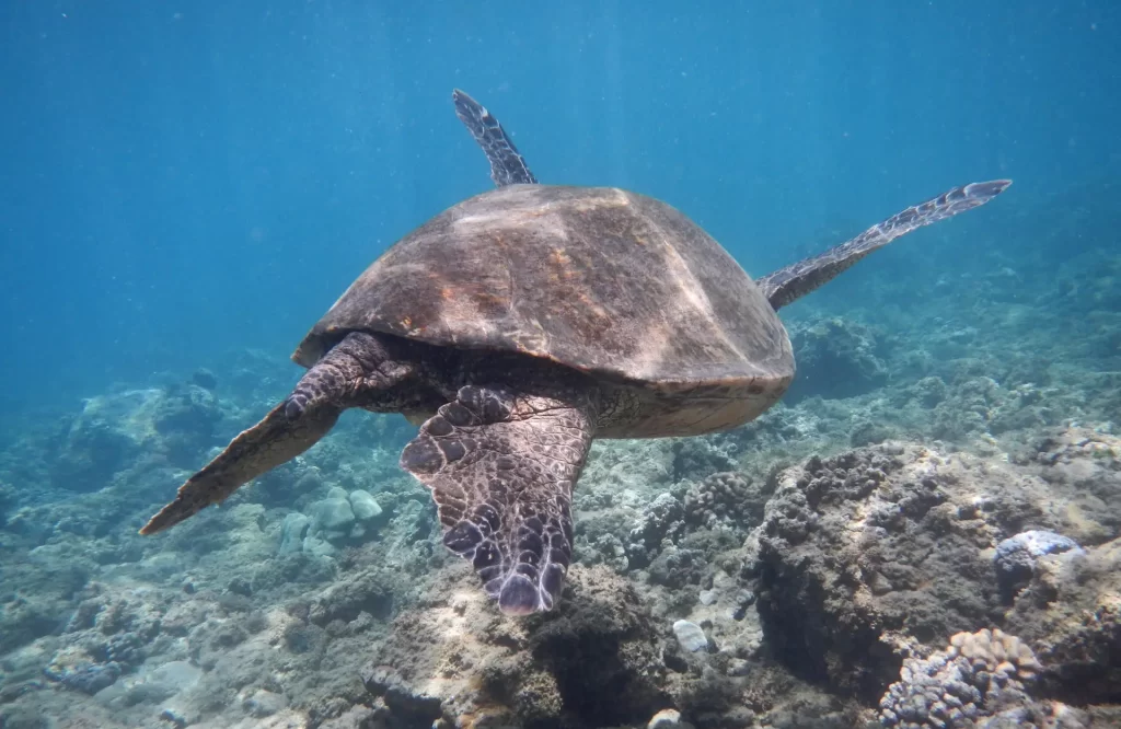 Snorkeling with Turtles in Maui