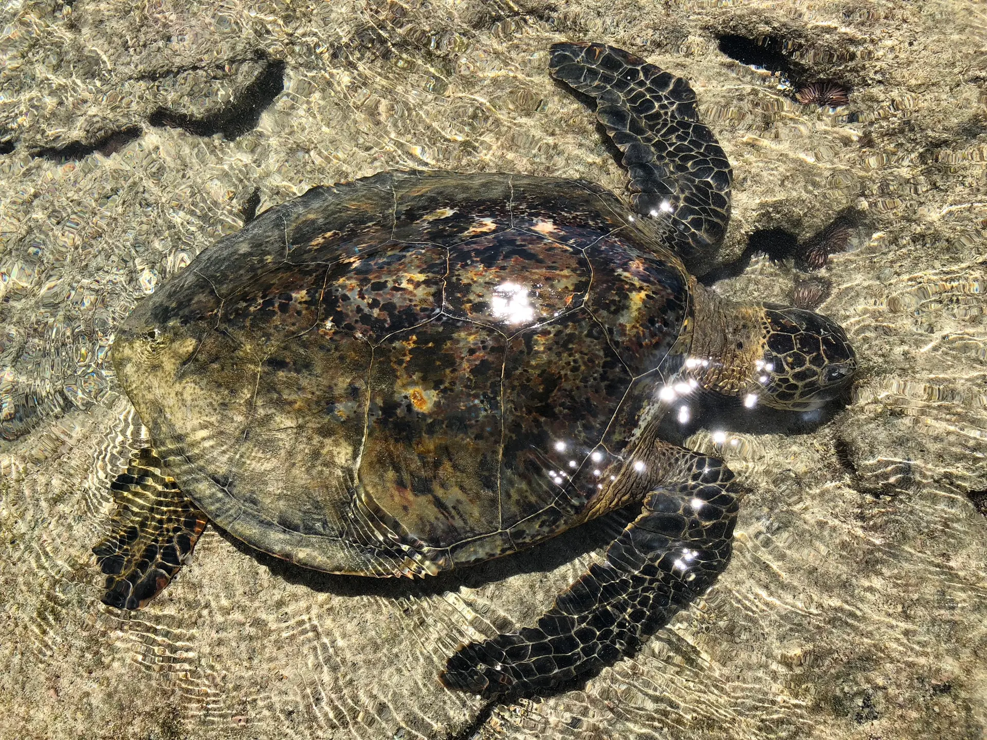 Turtle on Big Island