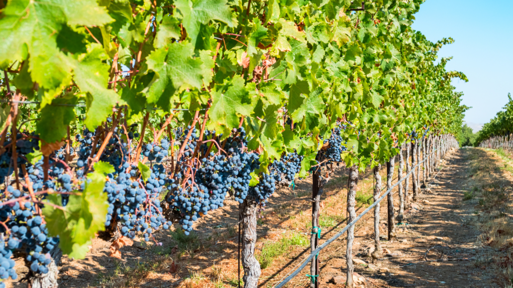 Cabernet Grapes Napa Valley