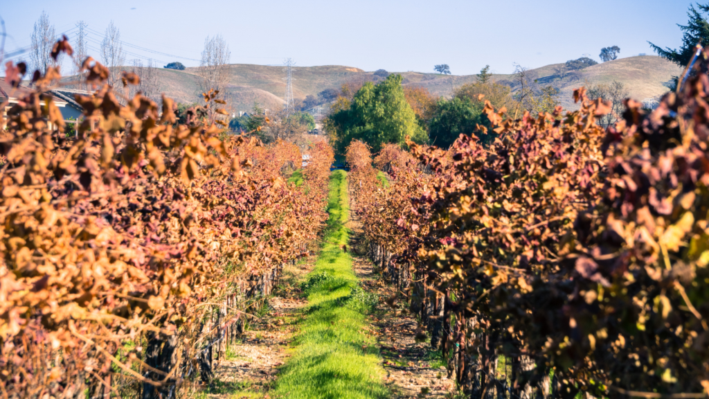 Livermore Valley Vineyards Northern California