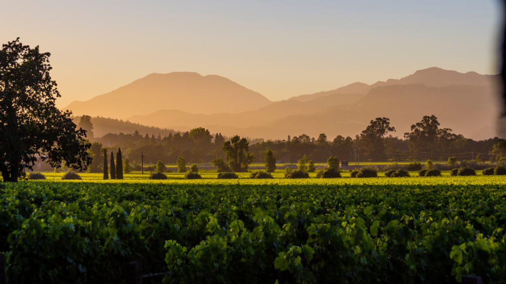 Napa Valley Vineyards