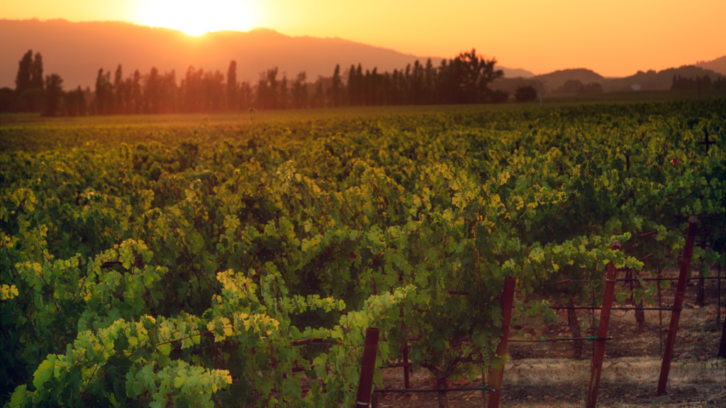 Sunset over Napa Valley