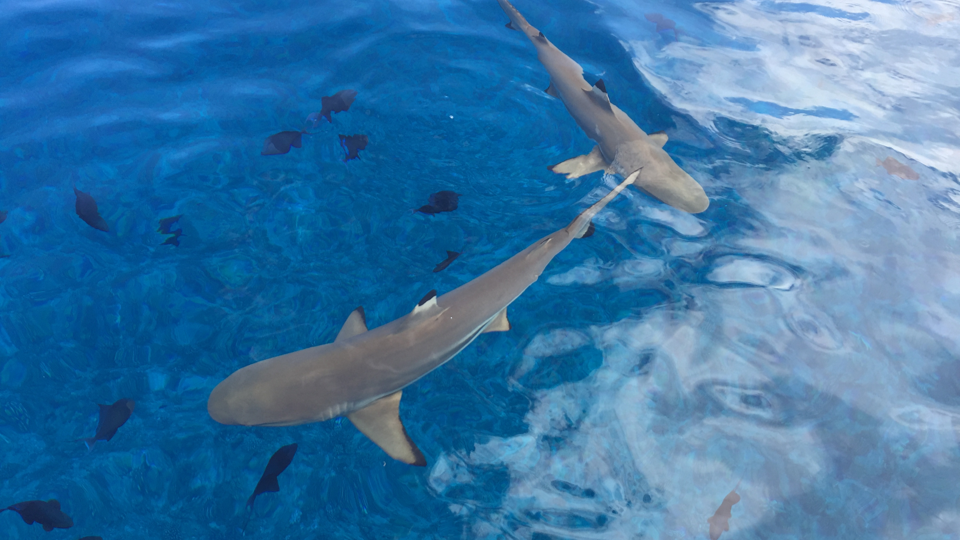 Black Tip Reef Sharks Tahiti