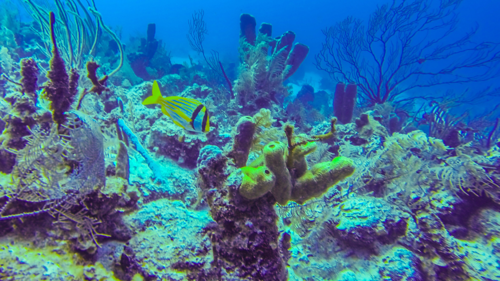 Coral Reef Belize