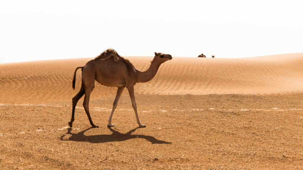 Desert and Camel in UAE