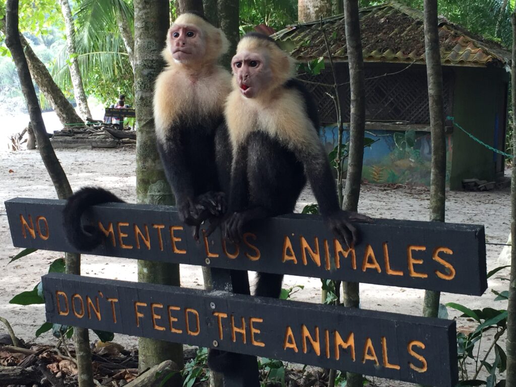 Don't Feed the Animals Costa Rica