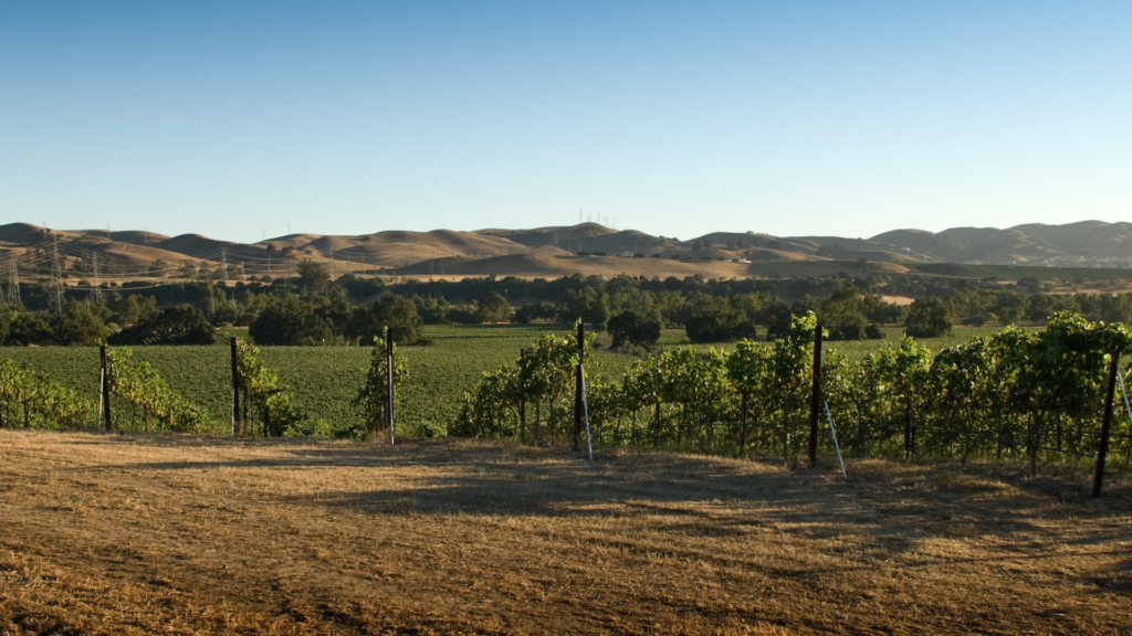 Livermore Valley Vineyard California