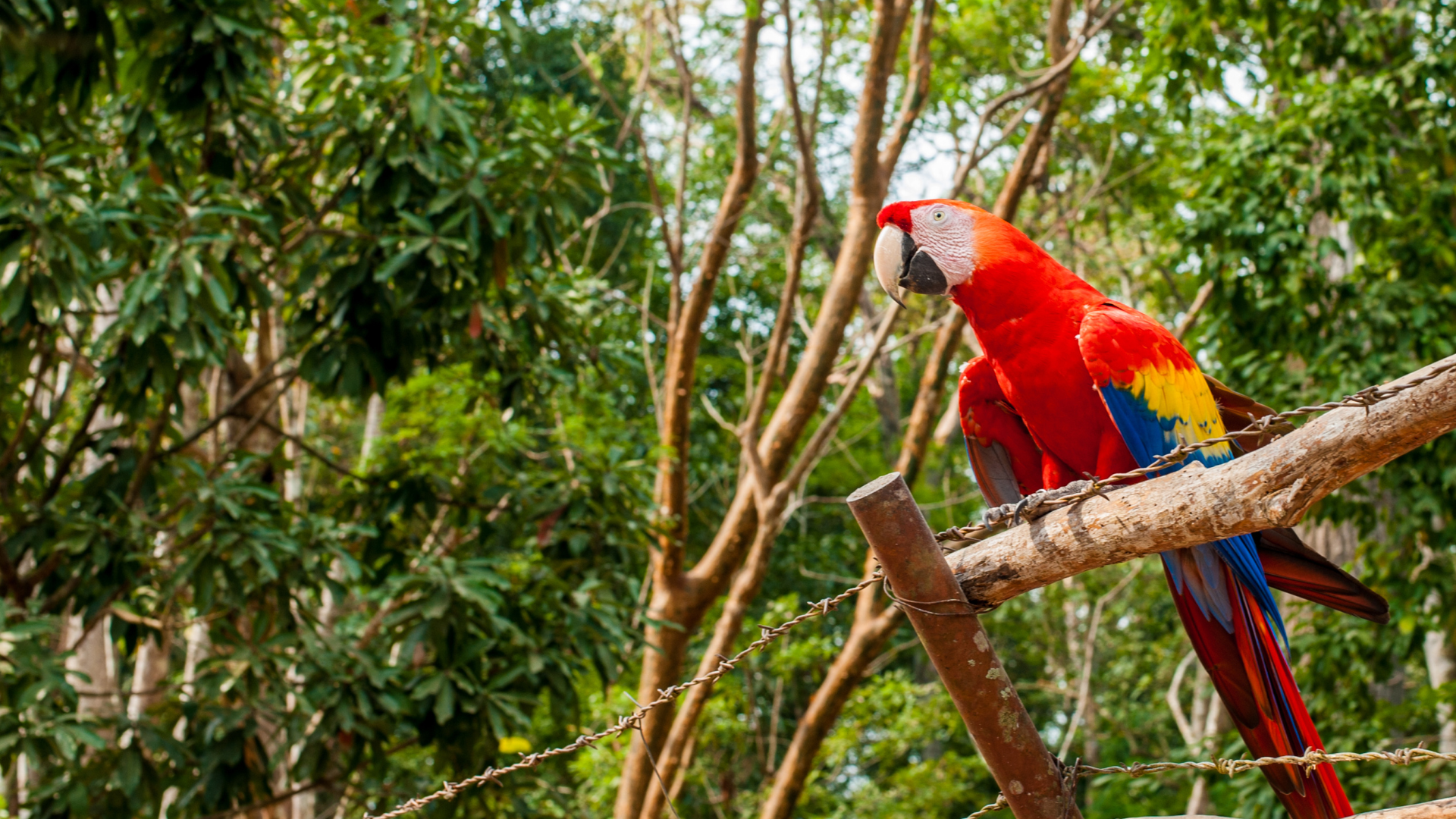 Macaw Copan Mayan Ruins Honduras