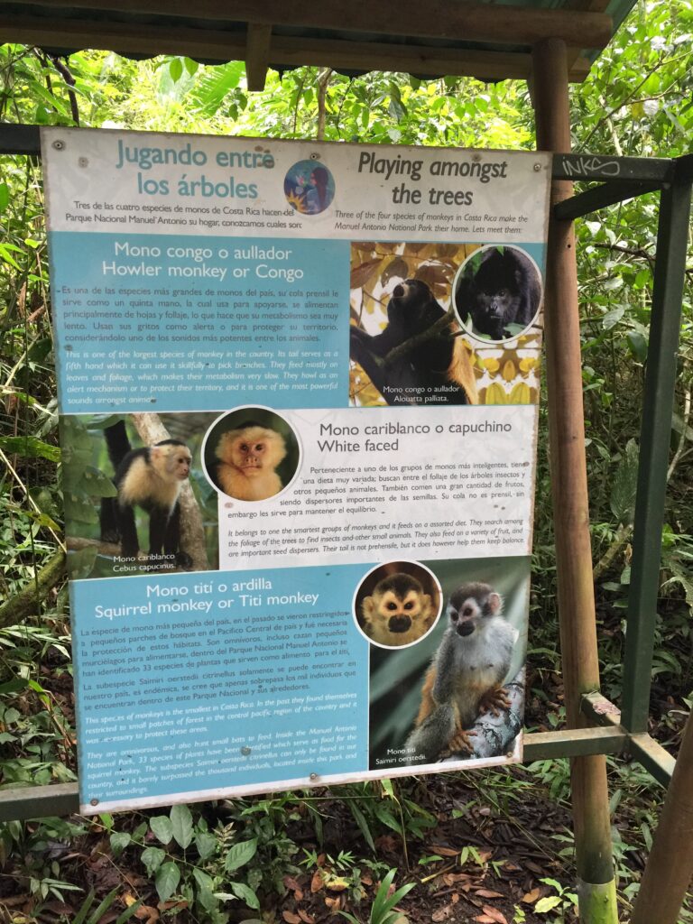Monkeys of Manuel Antonio Park Costa Rica