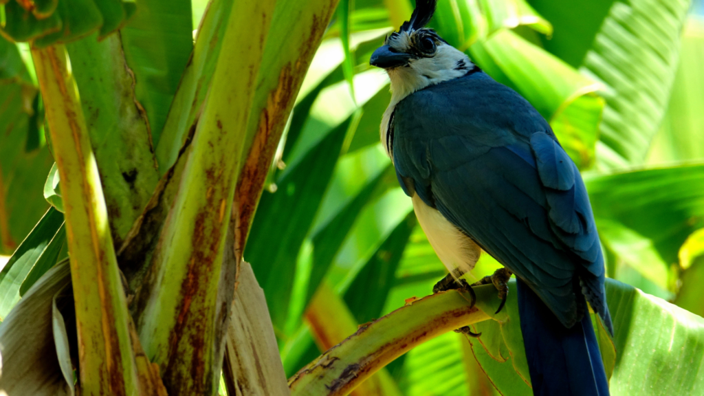 Nicaragua Ometepe Island