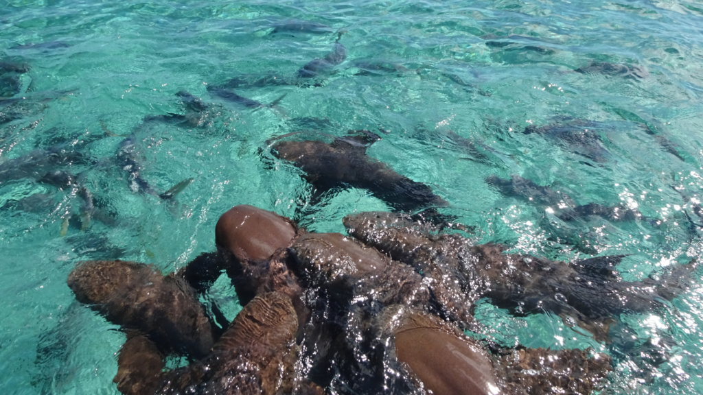 Nurse Sharks Caye Caulker, Belize