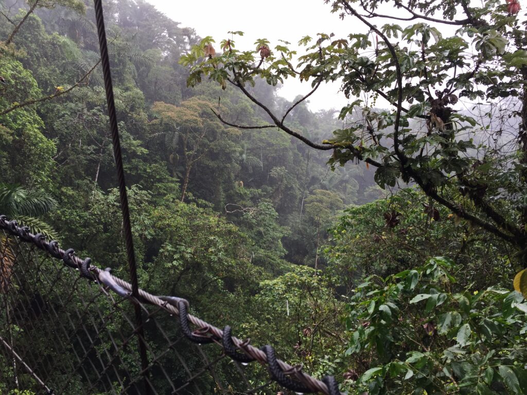 Rain Forrest Costa Rica