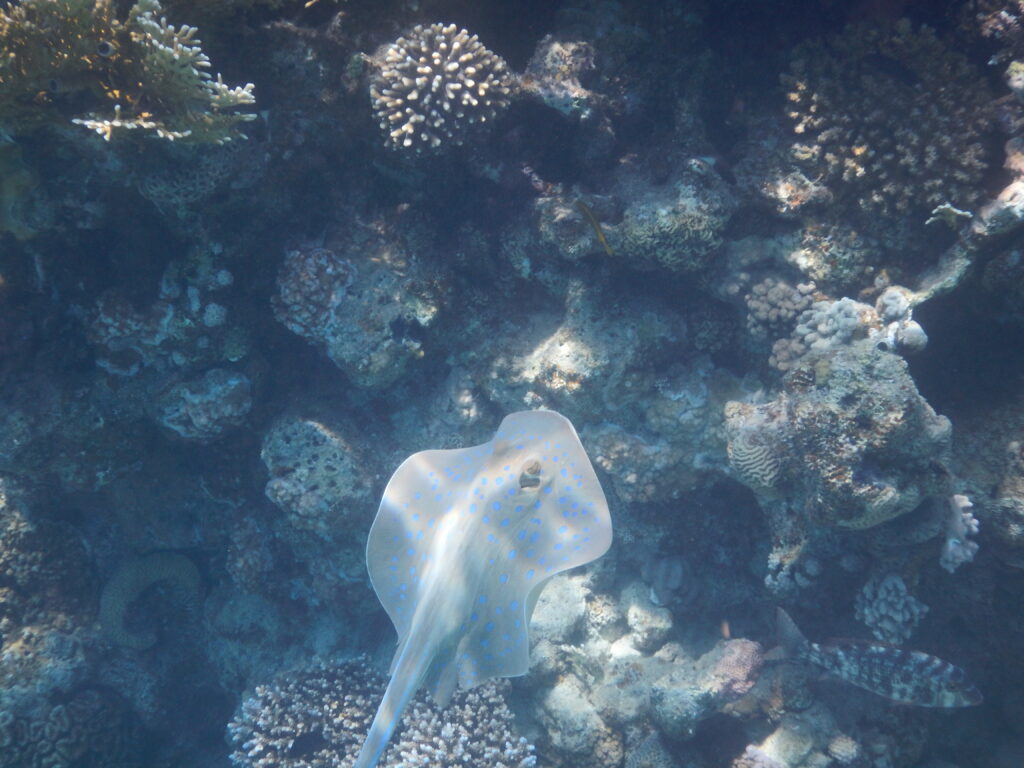 Red Sea Snorkeling