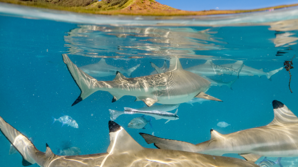 Reef sharks Moorea