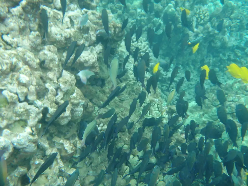 Maui Snorkeling Fish