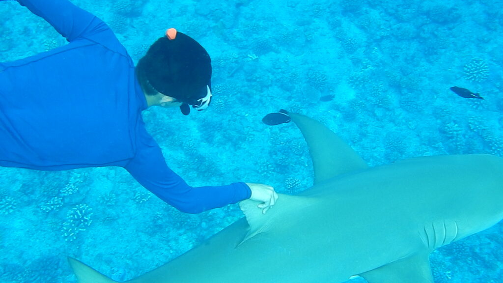 Snorkeling with Shark Bora Bora