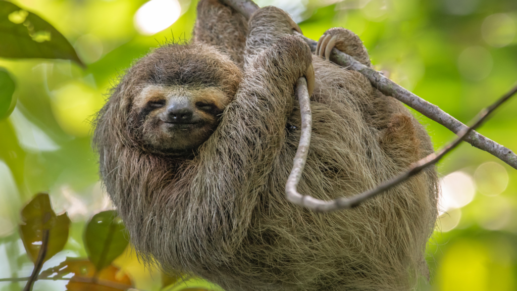 Three Toe Sloth Costa Rica