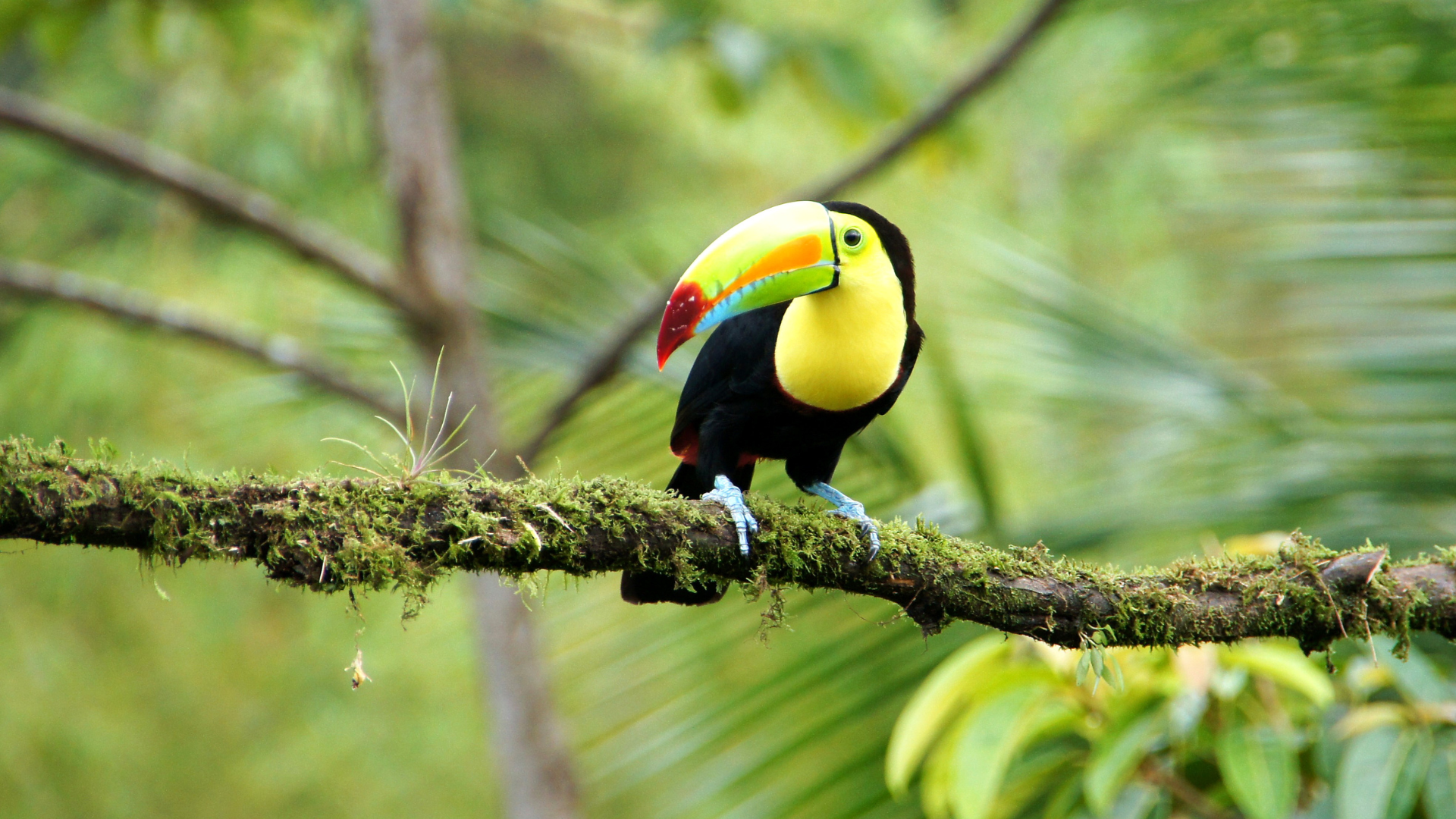 Toucan Costa Rica