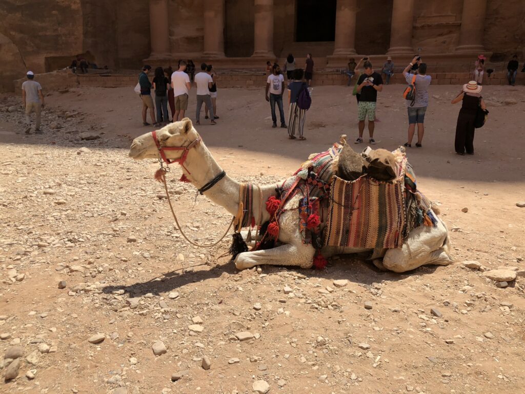 Welcoming Committee Petra Jordan