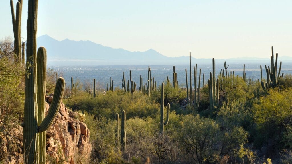 Cactus Tucson Arizona