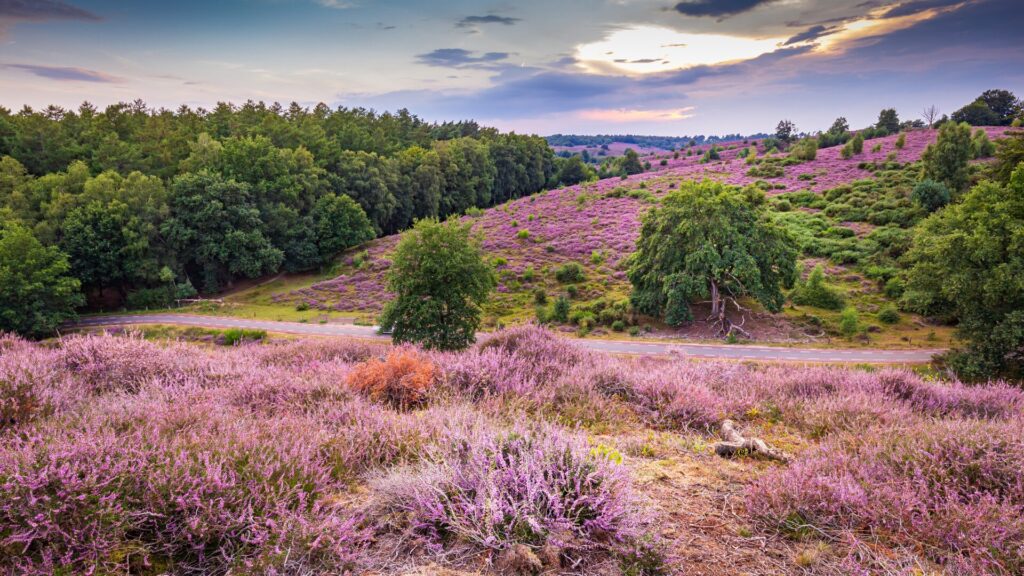 Heather Veluwe Netherlands