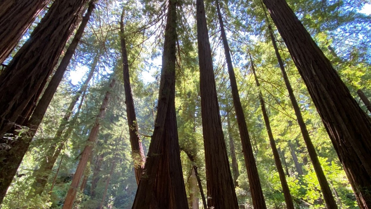 Muir Woods Northern California