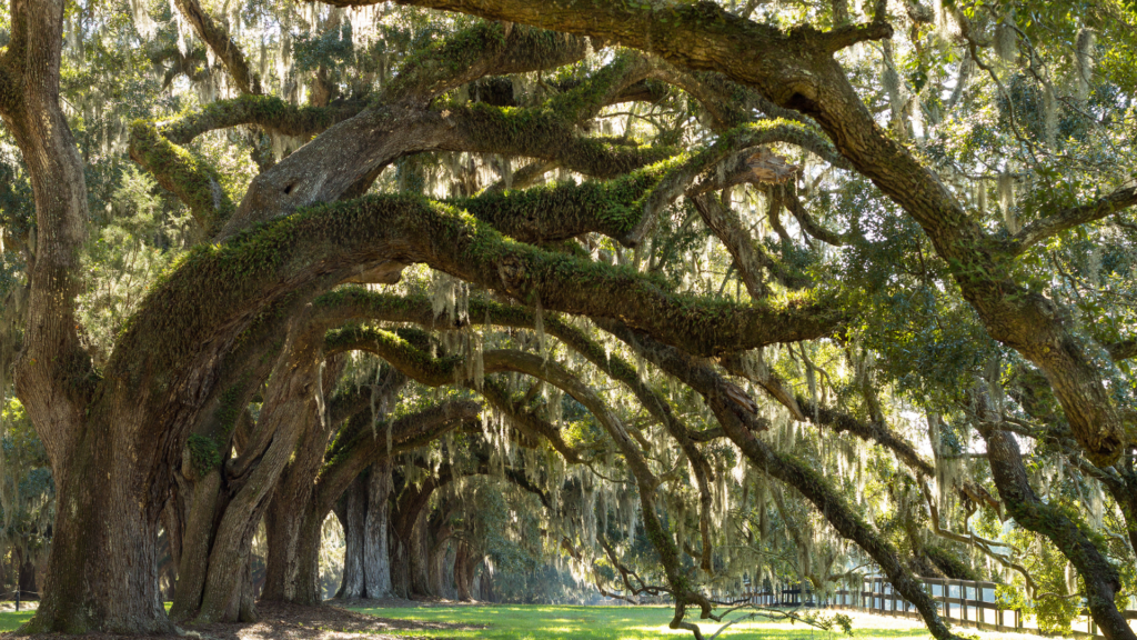 Tree lined streets Charleston