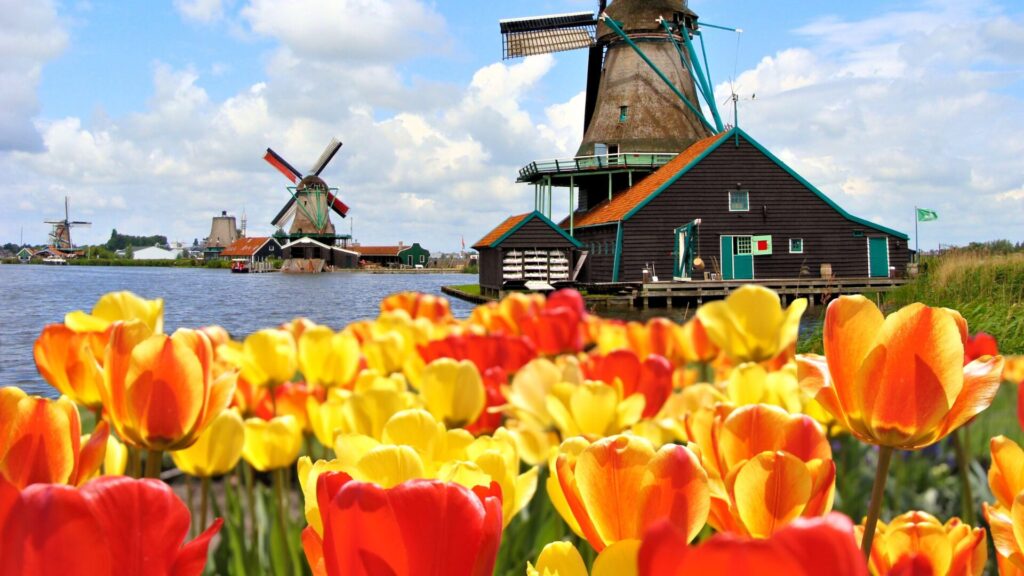 Tulips and Windmill Netherlands