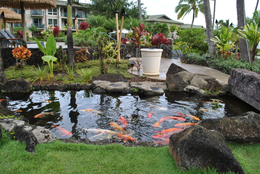 Westin Princeville Koi Pond