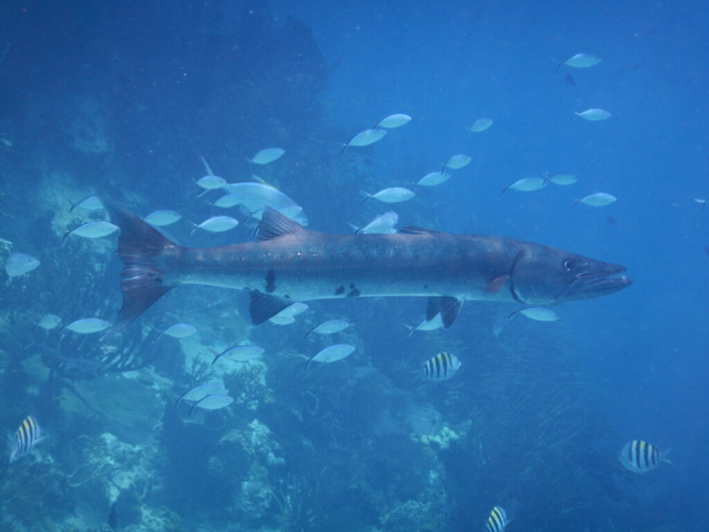 Barracuda Exuma Bahamas