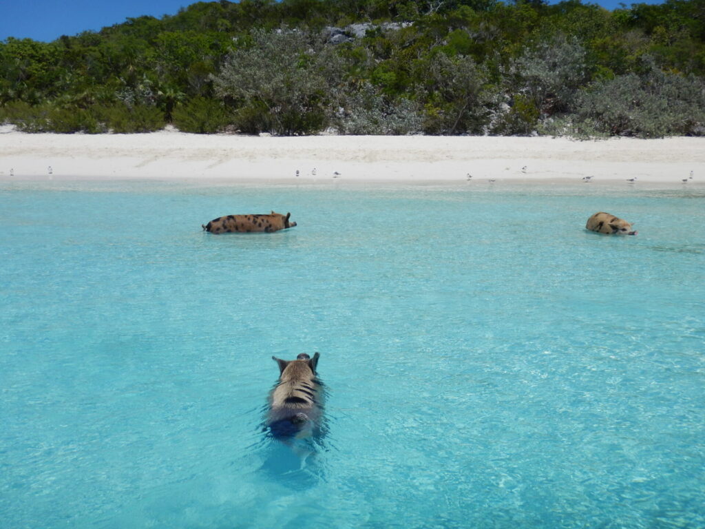 Pig Beach Exuma Bahamas