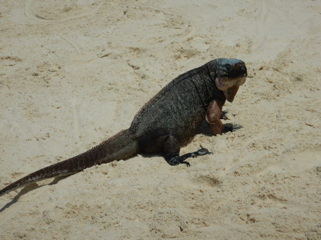 Iguana Exuma Bahamas