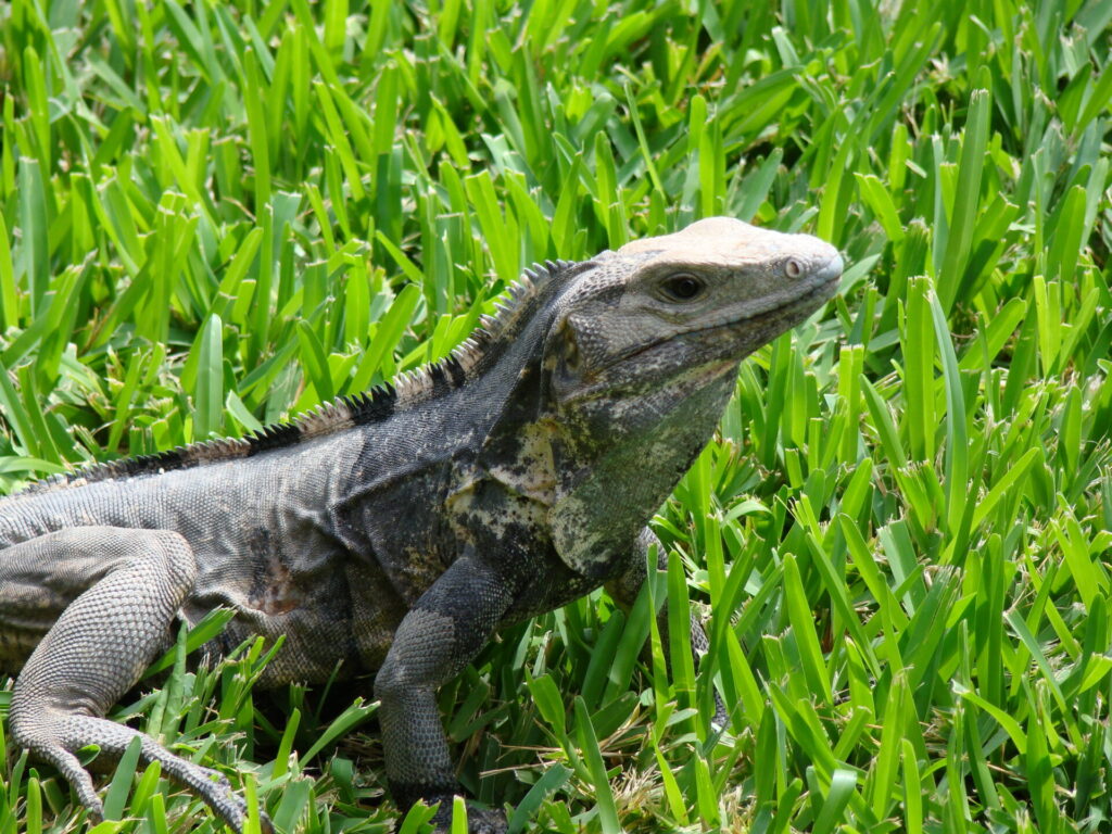 Iguana Mayan Riviera