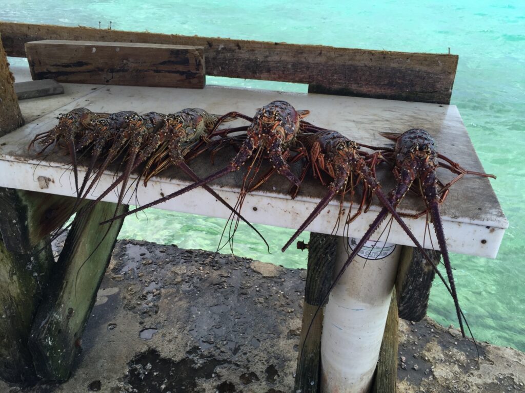 Lobsters Staniel Cay Exuma Bahamas