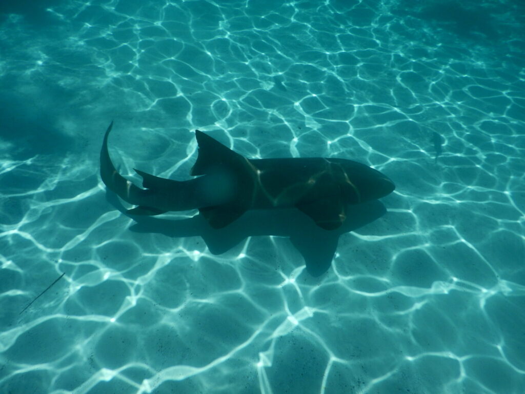 Nurse Shark Exuma Bahamas