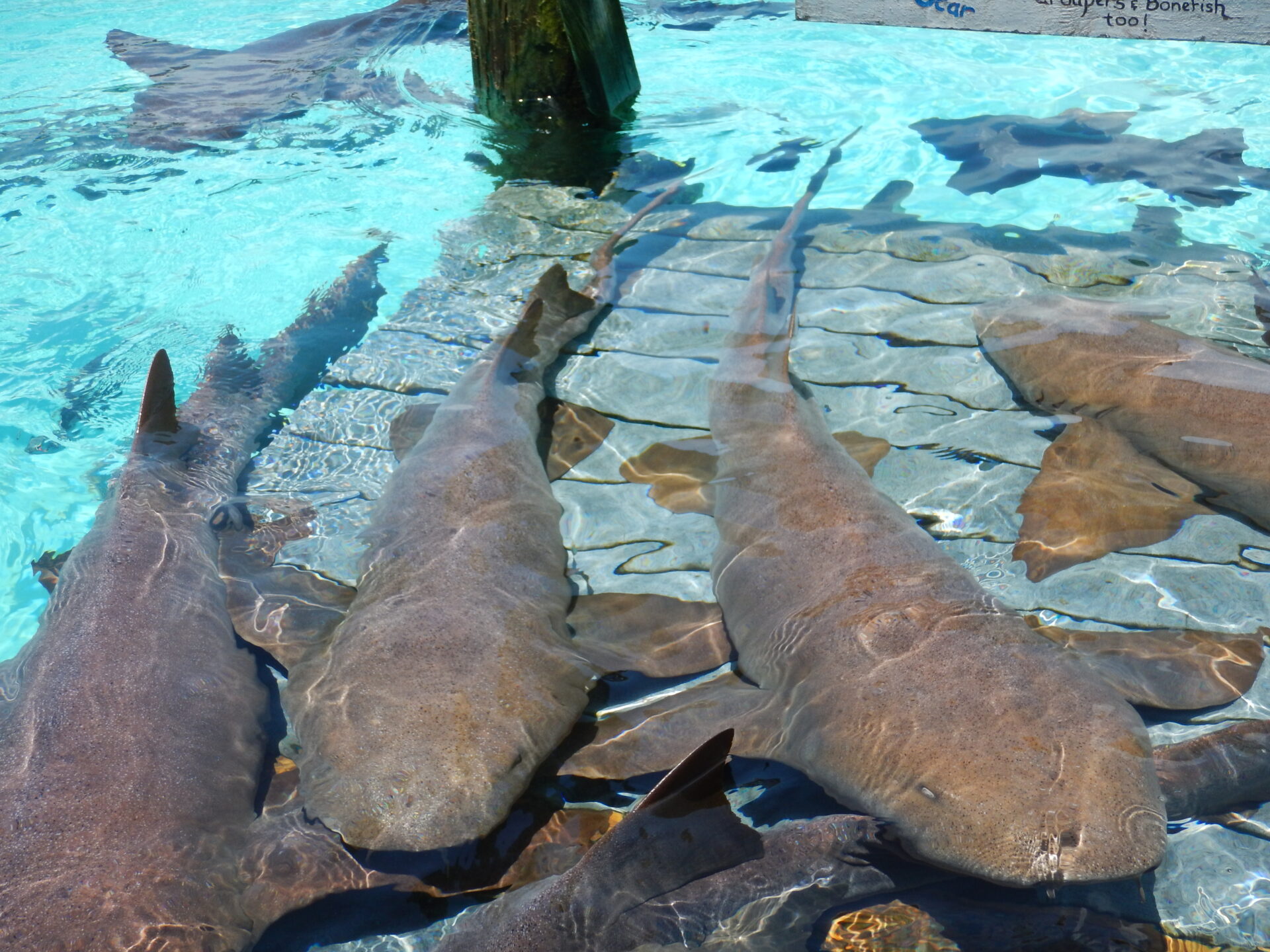 Nurse Sharks Compass Cay