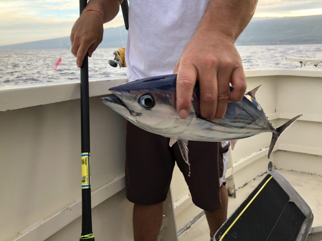 Skipjack Tuna Big Island