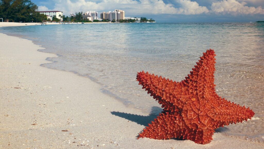 Star Fish Bahamas Beach