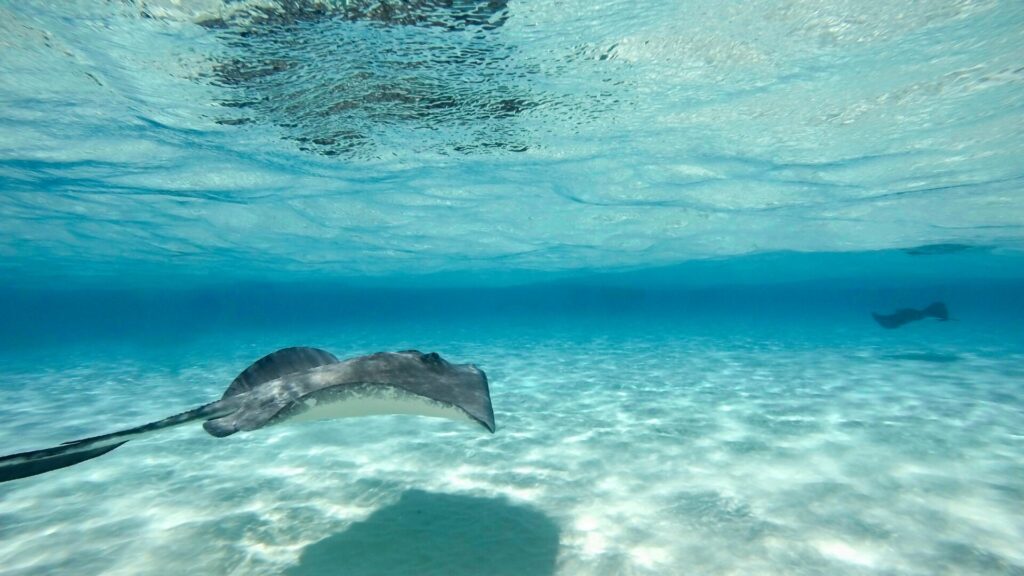 Stingray Grand Cayman