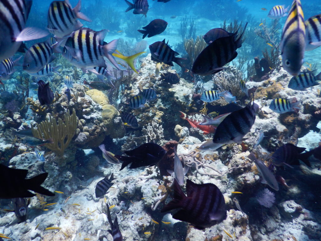 The Aquarium Exumas Bahamas