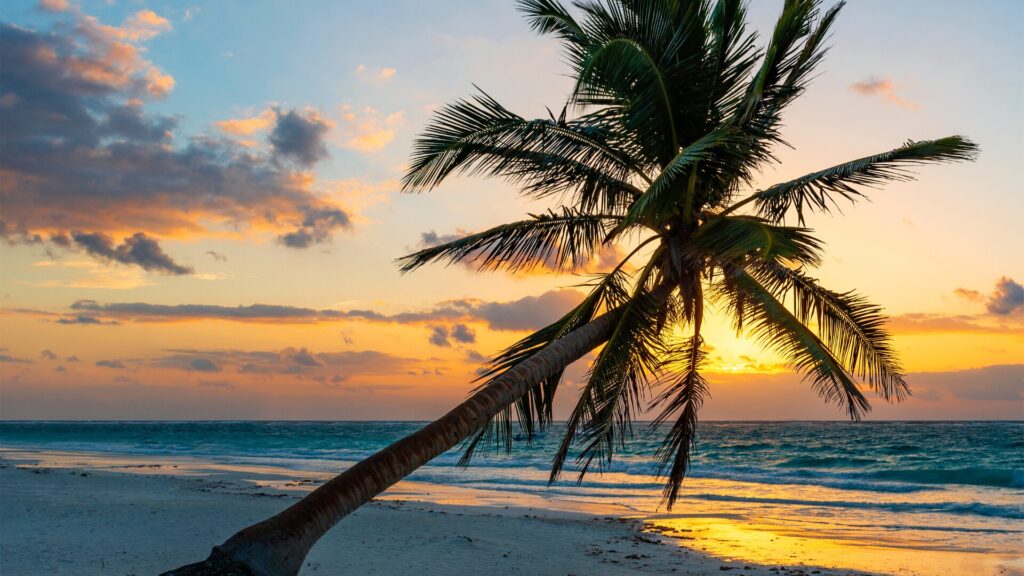 Tulum Sunset and Palm Tree