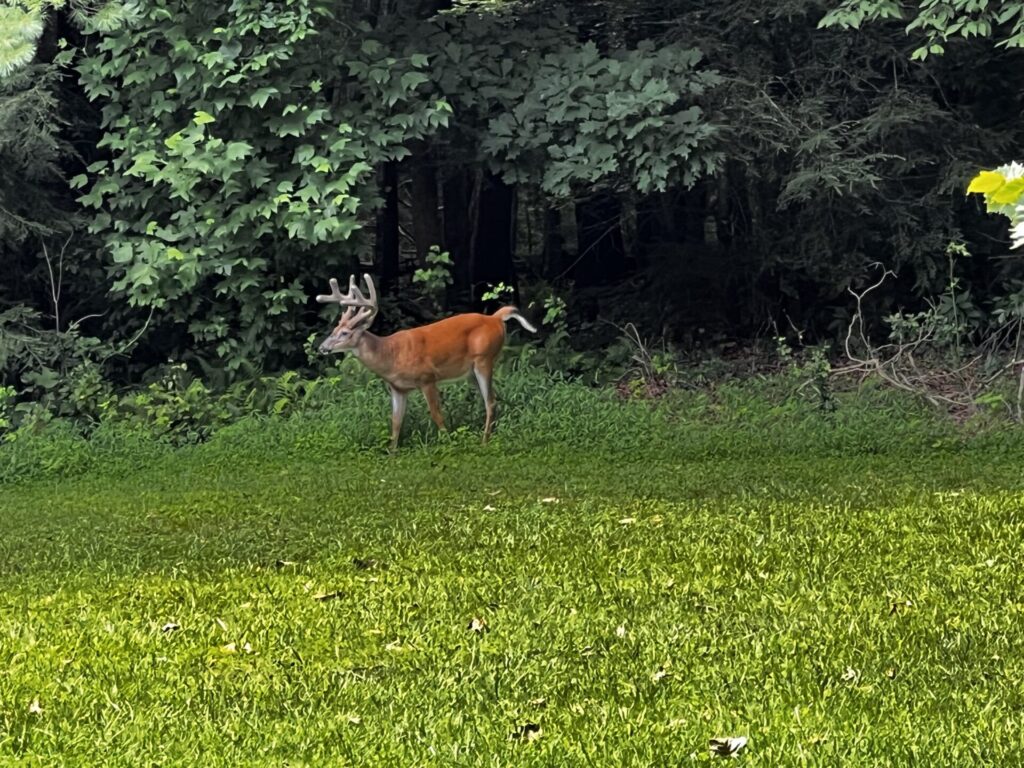 Deer Tennessee