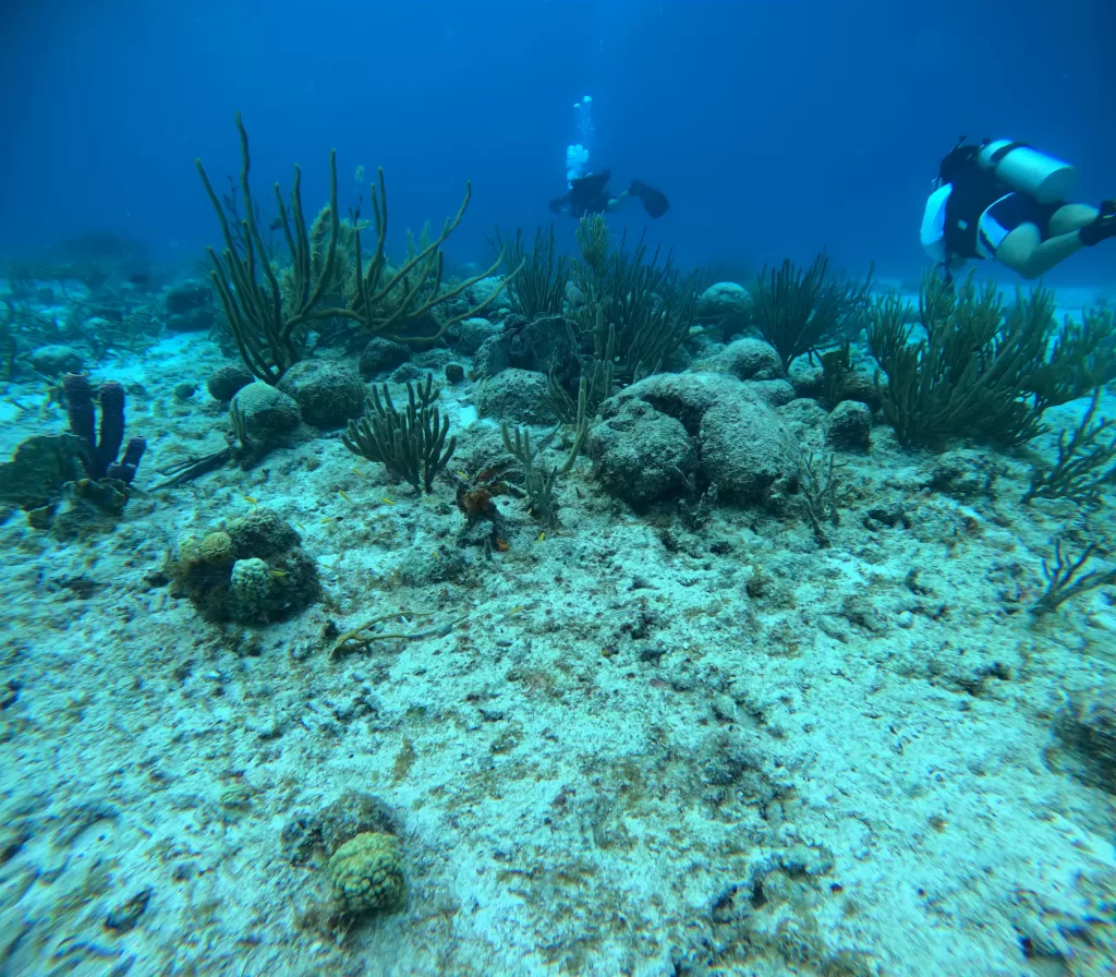 Scuba Jamaica